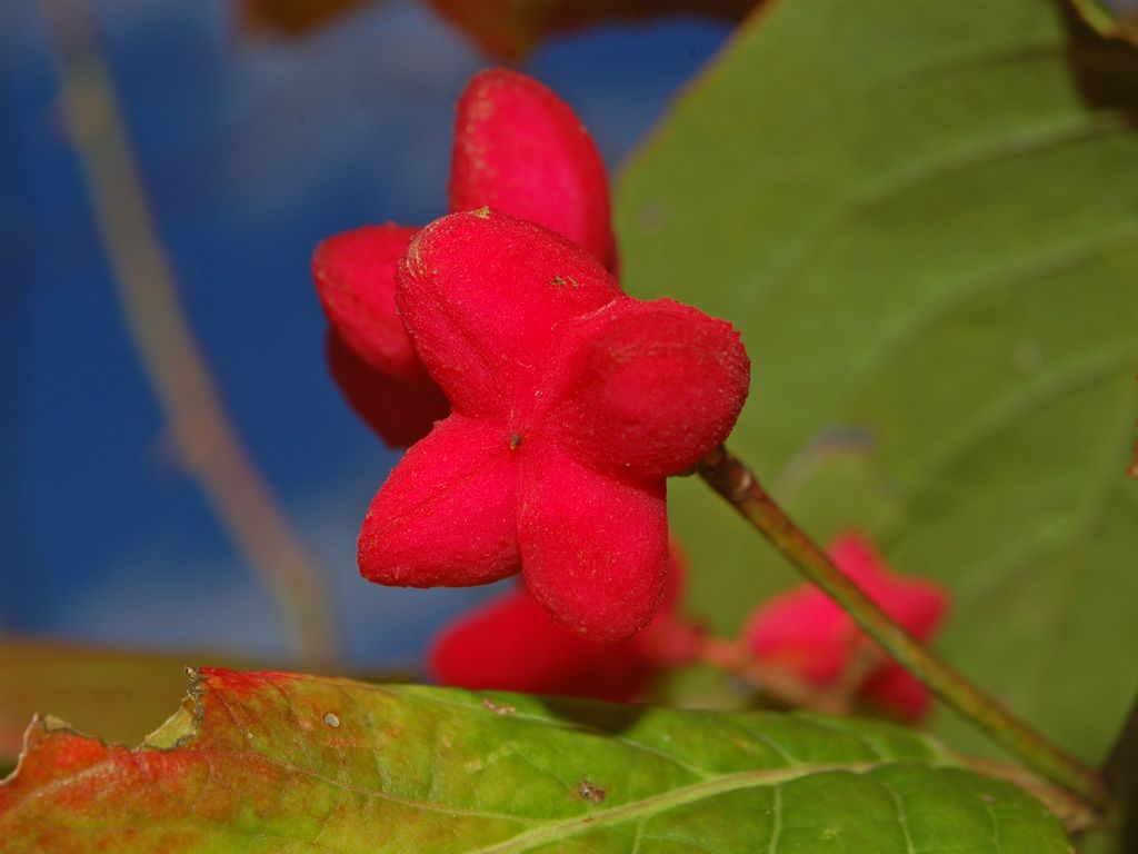 Euonymus euopaeus